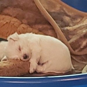 Meet your Posher, Tara joey